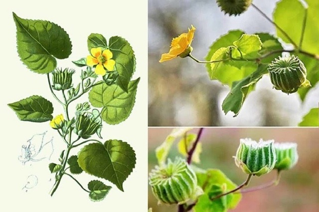 Cách Sử Dụng Cây Cối Xay Chữa Yếu Sinh Lý