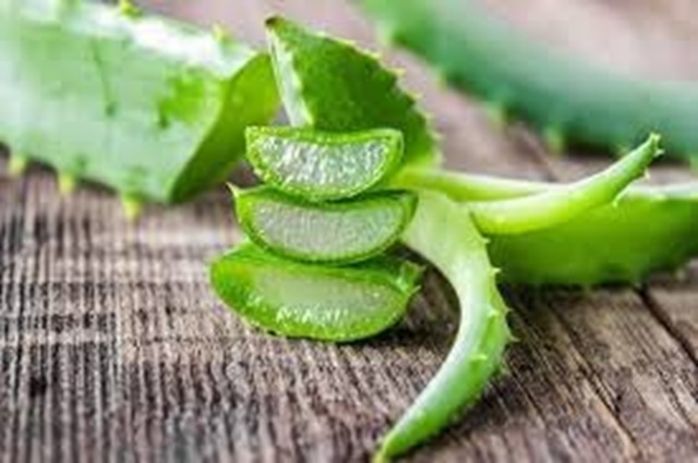 cây nha đam chữa yếu sinh lý